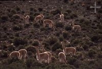 Vicuñas (Lama vicugna), on the Andean Altiplano (high plateau), the Andes Cordillera