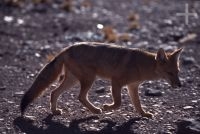 Fox, on the Andean Altiplano (high plateau), the Andes Cordillera