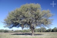 A carob tree, Calchaquí valley, Salta, Argentina A carob tree, Calchaquí valley, Salta, Argentina