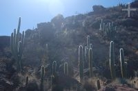 Cacti of the Trichocereus genus, near the 'Brealito' Lagoon, in the 'Calchaquí' valley, province of Salta, Argentina Cacti of the Trichocereus genus, near the 'Brealito' Lagoon, in the 'Calchaquí' valley, province of Salta, Argentina