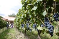 The "Fiesta de la Vendimia": grape harvest festival. Finca Las Nubes, Bodega Mounier, Cafayate, Salta, Argentina The "Fiesta de la Vendimia": grape harvest festival. Finca Las Nubes, Bodega Mounier, Cafayate, Salta, Argentina