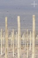 Vineyard structure, Cafayate, Salta, Argentina Vineyard structure, Cafayate, Salta, Argentina