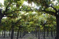 Vines, Cafayate, Salta, Argentina Vines, Cafayate, Salta, Argentina