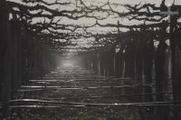 Watering the vines, Cafayate, Salta, Argentina Watering the vines, Cafayate, Salta, Argentina