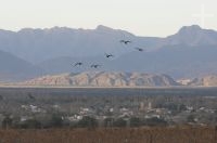 Burrowing parrots (Cyanoliseus patagonus andinus), Cafayate, Salta, Argentina Burrowing parrots (Cyanoliseus patagonus andinus), Cafayate, Salta, Argentina