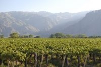 Grapevines on the outskirts of the town of Cafayate, province of Salta, Argentina Grapevines on the outskirts of the town of Cafayate, province of Salta, Argentina