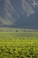 Grapevines, Cafayate, province of Salta, Argentina Grapevines, Cafayate, province of Salta, Argentina