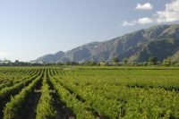 Vineyard in Cafayate, Salta, Argentina Vineyard in Cafayate, Salta, Argentina