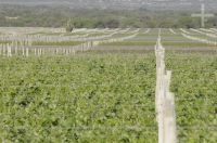 Vineyard, Cafayate, Salta, Argentina Vineyard, Cafayate, Salta, Argentina