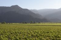 Vineyard, Cafayate, Salta, Argentina Vineyard, Cafayate, Salta, Argentina