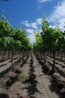 Grapevines, Cafayate, Salta province, Argentina Grapevines, Cafayate, Salta province, Argentina