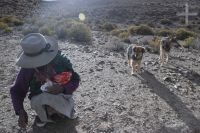 Peasant with her dogs, on the Altiplano of the province of Salta, Argentina Peasant with her dogs, on the Altiplano of the province of Salta, Argentina