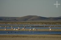 The "Laguna de Pozuelos", flamingoes, on the Andean Altiplano, province of Jujuy, Argentina The "Laguna de Pozuelos", flamingoes, on the Andean Altiplano, province of Jujuy, Argentina