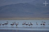 Flamingoes on the "Laguna de Pozuelos", on the Andean Altiplano, province of Jujuy, Argentina Flamingoes on the "Laguna de Pozuelos", on the Andean Altiplano, province of Jujuy, Argentina