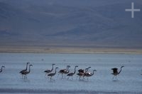 Flamingoes about to take off, on the "Laguna de Pozuelos", on the Andean Altiplano, province of Jujuy, Argentina Flamingoes about to take off, on the "Laguna de Pozuelos", on the Andean Altiplano, province of Jujuy, Argentina
