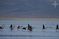 Flamingoes about to take off, on the "Laguna de Pozuelos", on the Andean Altiplano, province of Jujuy, Argentina Flamingoes about to take off, on the "Laguna de Pozuelos", on the Andean Altiplano, province of Jujuy, Argentina