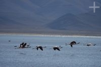 Flamingoes about to take off, on the "Laguna de Pozuelos", on the Andean Altiplano, province of Jujuy, Argentina Flamingoes about to take off, on the "Laguna de Pozuelos", on the Andean Altiplano, province of Jujuy, Argentina