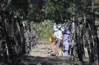 Grape harvest, Cafayate, Salta, Argentina Grape harvest, Cafayate, Salta, Argentina