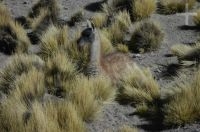 Guanaco (Lama guanicoe) on the Andean Altiplano (Puna), Argentina Guanaco (Lama guanicoe) on the Andean Altiplano (Puna), Argentina