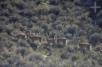 Guanacos (Lama guanicoe) on the Andean Altiplano, province of Salta, Argentina Guanacos (Lama guanicoe) on the Andean Altiplano, province of Salta, Argentina