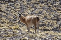 Guanaco (Lama guanicoe), upper Calchaquí valley, Salta, Argentina Guanaco (Lama guanicoe), upper Calchaquí valley, Salta, Argentina