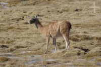 Guanaco (Lama guanicoe), upper Calchaquí valley, Salta, Argentina Guanaco (Lama guanicoe), upper Calchaquí valley, Salta, Argentina