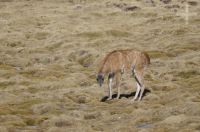 Guanaco (Lama guanicoe), upper Calchaquí valley, Salta, Argentina Guanaco (Lama guanicoe), upper Calchaquí valley, Salta, Argentina