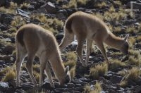 Guanacos (Lama guanicoe), upper Calchaquí valley, Salta, Argentina Guanacos (Lama guanicoe), upper Calchaquí valley, Salta, Argentina