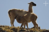 Guanaco breastfeeding (Lama guanicoe), upper Calchaquí valley, Salta, Argentina Guanaco breastfeeding (Lama guanicoe), upper Calchaquí valley, Salta, Argentina
