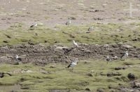 Guayatas (Chloephaga melanoptera), Andean goose, on the Altiplano (Puna) of the province of Jujuy, Argentina Guayatas (Chloephaga melanoptera), Andean goose, on the Altiplano (Puna) of the province of Jujuy, Argentina