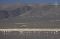 The "Laguna de Guayatayoc", flamingoes, on the Andean Altiplano, province of Jujuy, Argentina The "Laguna de Guayatayoc", flamingoes, on the Andean Altiplano, province of Jujuy, Argentina