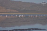 The "Laguna de Guayatayoc", flamingoes, on the Andean Altiplano, province of Jujuy, Argentina The "Laguna de Guayatayoc", flamingoes, on the Andean Altiplano, province of Jujuy, Argentina