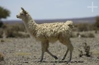 Llama, Lama glama, "Laguna de Guayatayoc", on the Andean Altiplano, Argentina Llama, Lama glama, "Laguna de Guayatayoc", on the Andean Altiplano, Argentina