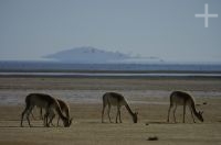 Vicuñas (Lama vicugna), on the "Laguna de Pozuelos", province of Jujuy, on the Andean Altiplano, Argentina Vicuñas (Lama vicugna), on the "Laguna de Pozuelos", province of Jujuy, on the Andean Altiplano, Argentina