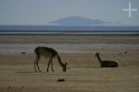 Vicuñas (Lama vicugna), on the "Laguna de Pozuelos", province of Jujuy, on the Andean Altiplano, Argentina Vicuñas (Lama vicugna), on the "Laguna de Pozuelos", province of Jujuy, on the Andean Altiplano, Argentina