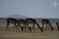 Vicuñas (Lama vicugna), on the "Laguna de Pozuelos", province of Jujuy, on the Andean Altiplano, Argentina Vicuñas (Lama vicugna), on the "Laguna de Pozuelos", province of Jujuy, on the Andean Altiplano, Argentina