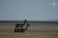 Vicuñas (Lama vicugna), on the "Laguna de Pozuelos", province of Jujuy, on the Andean Altiplano, Argentina Vicuñas (Lama vicugna), on the "Laguna de Pozuelos", province of Jujuy, on the Andean Altiplano, Argentina