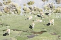 Vicuñas (Lama vicugna), province of Salta, Argentina Vicuñas (Lama vicugna), province of Salta, Argentina