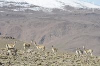 Vicuñas (Vicugna vicugna), on the Altiplano (Puna) of the province of Jujuy, Argentina Vicuñas (Vicugna vicugna), on the Altiplano (Puna) of the province of Jujuy, Argentina