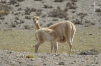 Vicuña (Vicugna vicugna) breastfeeding, Andean Altiplano, Argentina Vicuña (Vicugna vicugna) breastfeeding, Andean Altiplano, Argentina