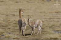 Vicuña (Vicugna vicugna) breastfeeding, Andean Altiplano, Argentina Vicuña (Vicugna vicugna) breastfeeding, Andean Altiplano, Argentina