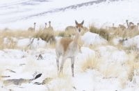 Vicuñas (Vicugna vicugna) in the snow, "Quebrada del Agua", near the Socompa pass and volcano, province of Salta, Argentina Vicuñas (Vicugna vicugna) in the snow, "Quebrada del Agua", near the Socompa pass and volcano, province of Salta, Argentina