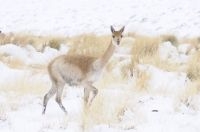 Vicuñas (Vicugna vicugna) in the snow, "Quebrada del Agua", near the Socompa pass and volcano, province of Salta, Argentina Vicuñas (Vicugna vicugna) in the snow, "Quebrada del Agua", near the Socompa pass and volcano, province of Salta, Argentina