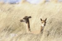 Vicuñas (Vicugna vicugna) in the "vega" (pasture), "Quebrada del Agua", near the Socompa pass and volcano, province of Salta, Argentina Vicuñas (Vicugna vicugna) in the "vega" (pasture), "Quebrada del Agua", near the Socompa pass and volcano, province of Salta, Argentina