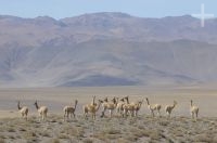 Vicuñas (Vicugna vicugna), Andean Altiplano, Argentina Vicuñas (Vicugna vicugna), Andean Altiplano, Argentina
