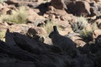 Viscacha (Lagidium viscacia) on the Altiplano (Puna) of the province of Jujuy, Argentina Viscacha (Lagidium viscacia) on the Altiplano (Puna) of the province of Jujuy, Argentina
