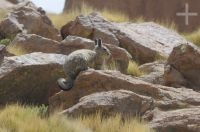 Viscacha (Lagidium viscacia) near the Abra El Acay, province of Salta, Argentina Viscacha (Lagidium viscacia) near the Abra El Acay, province of Salta, Argentina