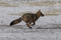 Fox (Pseudalopex culpaeus), Altiplano of Catamarca, Argentina Fox (Pseudalopex culpaeus), Altiplano of Catamarca, Argentina