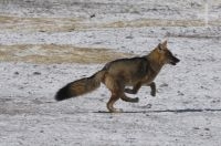 Fox (Pseudalopex culpaeus), Altiplano of Catamarca, Argentina Fox (Pseudalopex culpaeus), Altiplano of Catamarca, Argentina