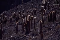 Cacti of the Trichocereus genus, Argentina, the Andes Cordillera Cacti of the Trichocereus genus, Argentina, the Andes Cordillera